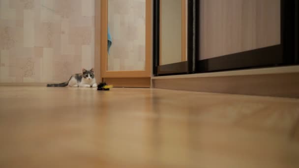 Gato doméstico mostrando cazador instinto saltar al ratón juguete . — Vídeo de stock
