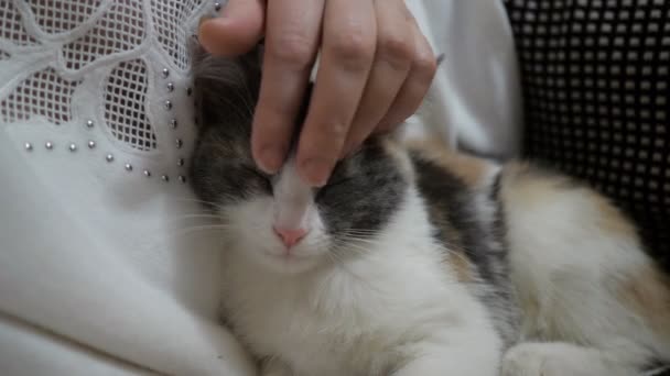 Primer plano de un lindo gatito dormido en las manos de las mujeres . — Vídeo de stock