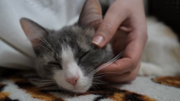 Una chica acaricia a un gato dormido. El gato se relajó . — Vídeos de Stock