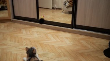 Şirin kedi evde oyuncak fare ile oynarken