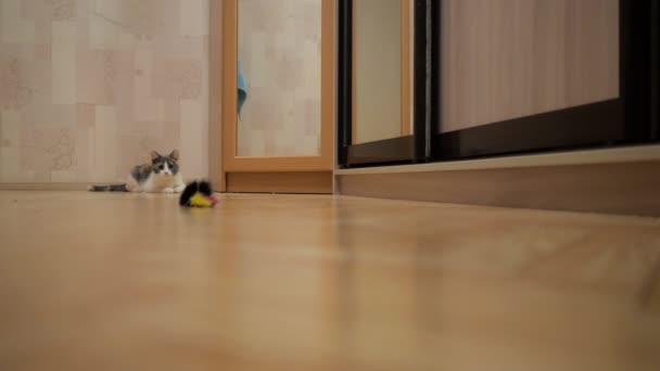 Домашній кіт показує інстинкт мисливця, який стрибає на іграшку миші — стокове відео
