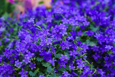 Mağaza içinde küçük mor çiçekler