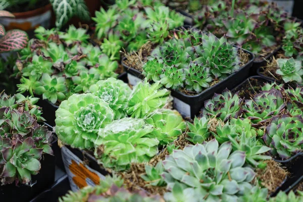 yumuşak ışık sesi için tencerede kaktüs ile bahçe süslemeleri