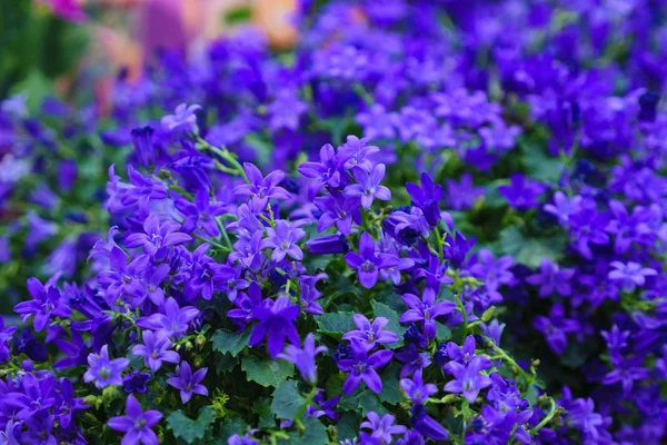 Mağaza içinde küçük mor çiçekler