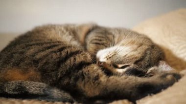 Kanepede yatan bir kedi