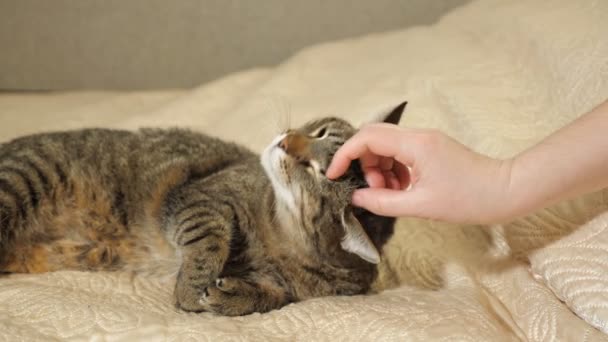 Руки женщины гладят свою милую кошку, лежащую на диване. — стоковое видео