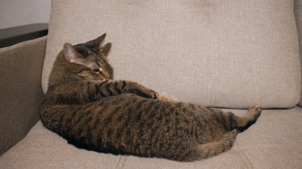 Katten liggande på soffan och tvättning — Stockvideo