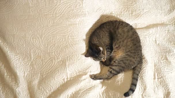 Kočka spící na posteli — Stock video