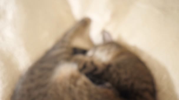 Gato durmiendo en el sofá — Vídeo de stock