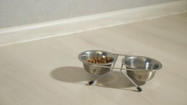 aç kedi gıda kase için gider, burnunu çekmek ve yaprakları