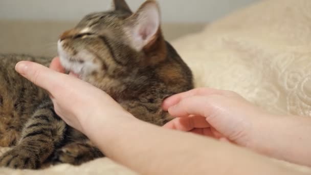 Γυναικεία χέρια χαϊδεύοντας της το υπέροχο χαριτωμένο γάτα ξαπλωμένη στο κρεβάτι — Αρχείο Βίντεο