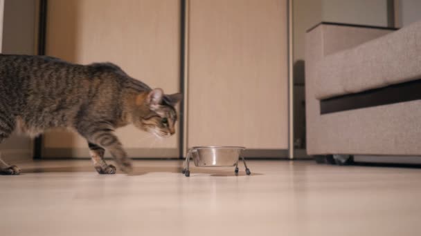 Közelkép a macska száraz étel eszik egy tál — Stock videók