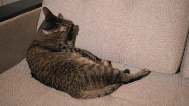 O gato está deitado no sofá e lava o rosto com a pata e a língua no interior — Vídeo de Stock