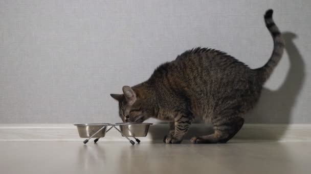 Kočka jíst jídlo z misky — Stock video