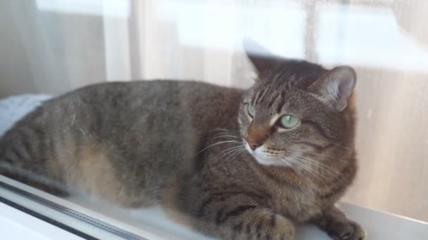 Gato acostado en un alféizar de ventana. En el ambiente doméstico sentado en la ventana — Vídeos de Stock