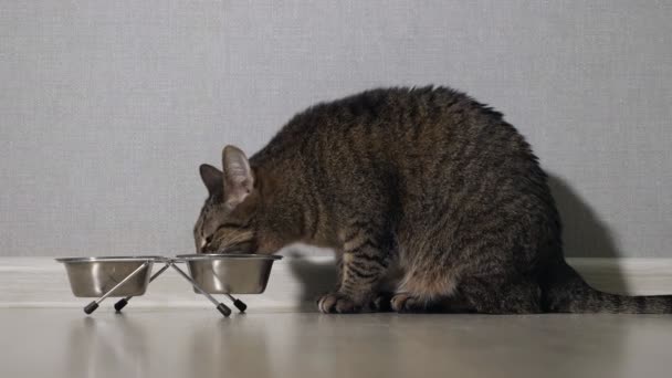 Schöne Katze, die neben einer Futterschale auf dem Boden sitzt und isst — Stockvideo