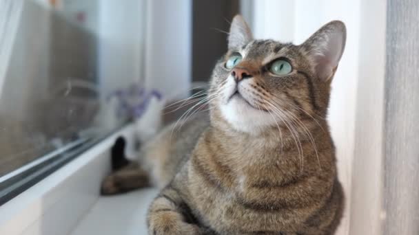 Lustige Katze liegt auf der Fensterbank und schaut sich um — Stockvideo