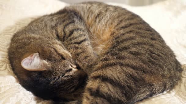 Primo piano del gatto che dorme — Video Stock