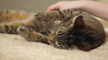 Onun sevimli şirin bir uyuyan kedi okşayarak kadın