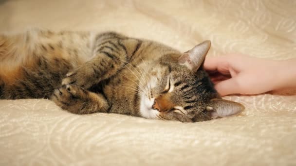 Chicas manos acariciando su precioso un lindo gato acostado en la cama — Vídeos de Stock