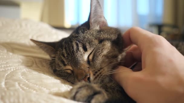 Hombre suavemente acaricia su gato — Vídeos de Stock