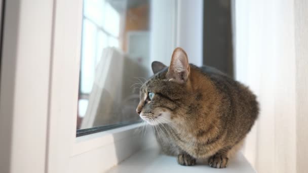 Gato divertido se sienta en el alféizar de la ventana y mira a su alrededor — Vídeo de stock