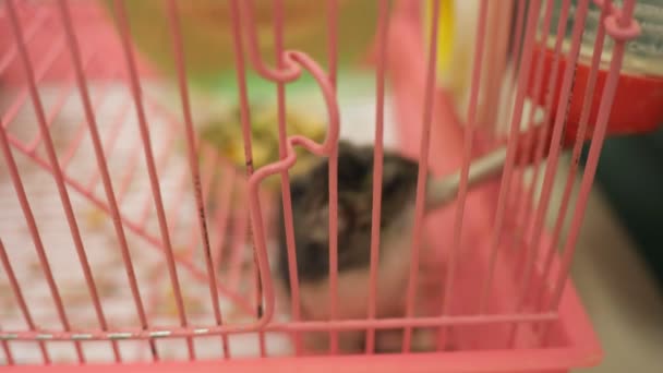 Pequeno hamster em jaula — Vídeo de Stock