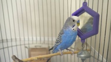 Yerli Kafesli mavi muhabbet kuşu papağan