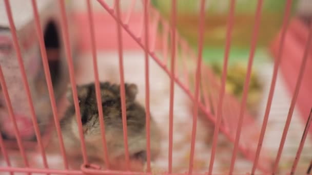 Hamster engraçado com nariz rosa e olhos negros rói sua gaiola — Vídeo de Stock