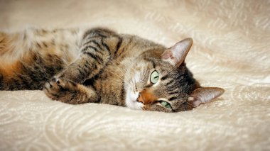 Kanepede yatan bir kedi