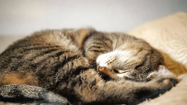 Γάτα ξαπλωμένη στον καναπέ — Φωτογραφία Αρχείου