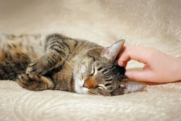 Női kéz simogatta a lány szép egy aranyos cica hazudó-on dívány — Stock Fotó