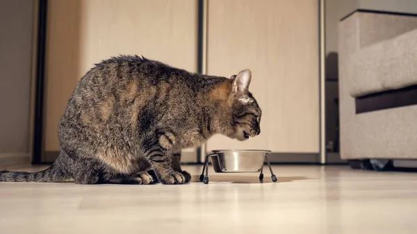 Primer plano de gato comer comida seca de un cuenco — Foto de Stock
