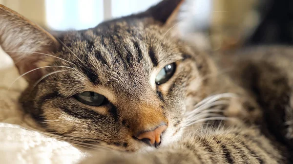 Un gatto sdraiato sul divano — Foto Stock