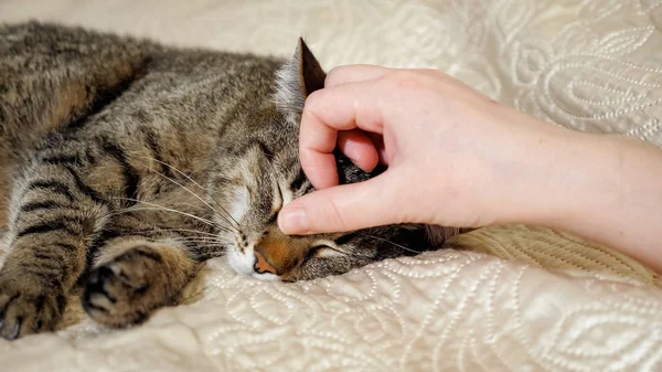 Mani della ragazza gioca con dormire carino tabby gatto — Foto Stock