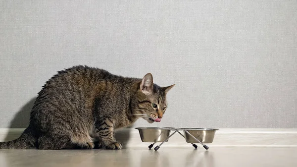 Kat eten uit kom — Stockfoto