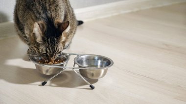 kedi kuru gıda bir kaseden yemek yakın çekim