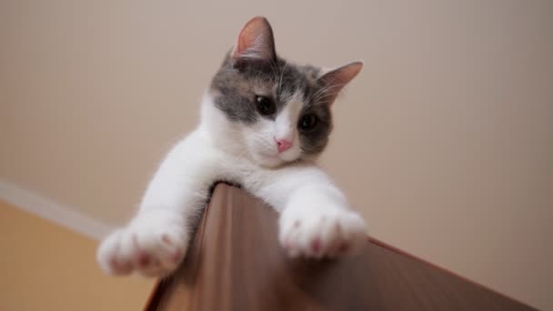 Низкий угол зрения играющего котенка, лежащего на полу — стоковое видео