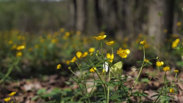 Farfalle gialle e bianche che volano vicino al fiore — Video Stock