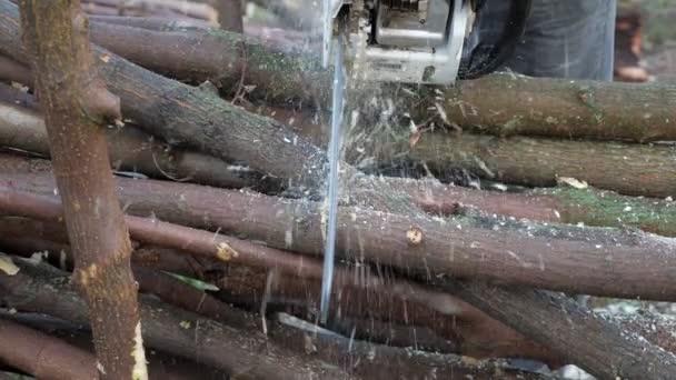 Male logger sawing trees with chainsaw in the forest — Stock Video