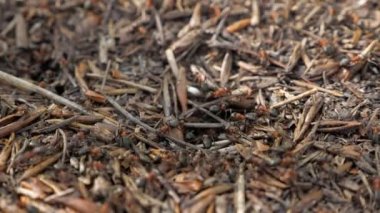 Yuvada hareket eden kızıl ağaç karıncaları. İlkbaharda kızıl ağaç karıncaları ile Anthill