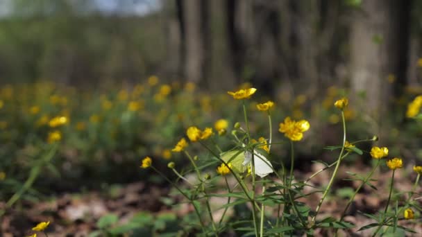 Farfalla gialla che vola e appollaiarsi vicino al fiore . — Video Stock