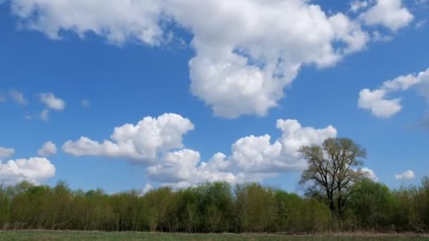 Timelapse białych chmur tworzących nad zielonym lasem i na błękitnym niebie — Wideo stockowe