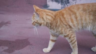 beton üzerinde yürüyen kırmızı kedi