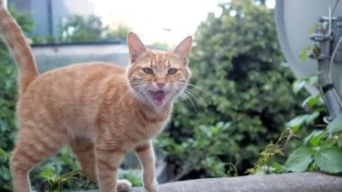 kırmızı kedi sol-sağ ve mew yürür