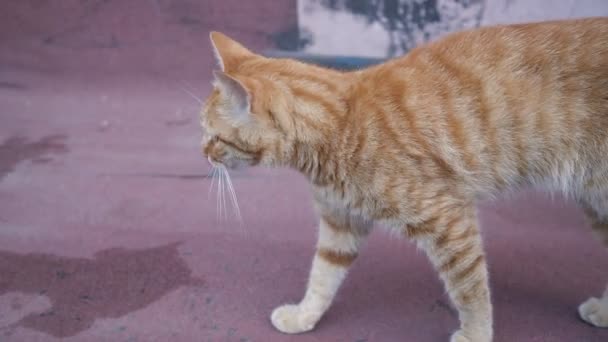 Gato rojo caminando sobre el hormigón — Vídeo de stock