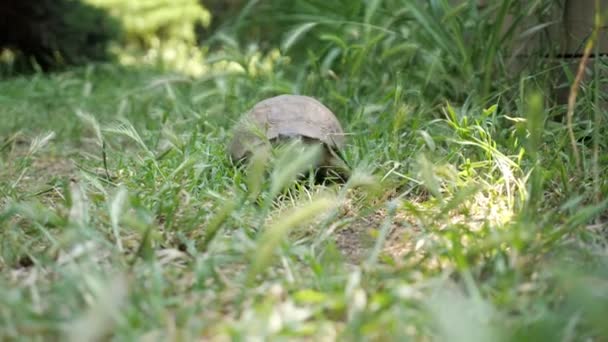 Tortuga moviéndose sobre hierba verde fresca a la cámara — Vídeo de stock