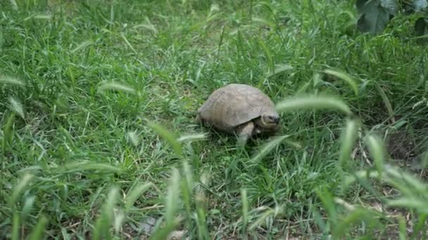 Turtle beweegt langs het groene gras. — Stockvideo
