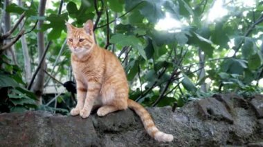 sevimli kızıl saçlı kedi bir taş üzerinde oturan ve kameraya bakarak