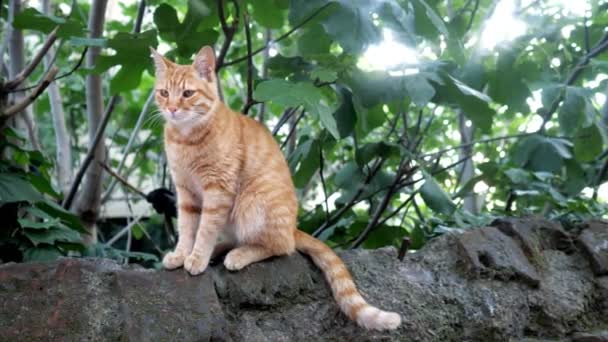 Niedliche rothaarige Katze sitzt auf einem Stein und schaut in die Kamera — Stockvideo